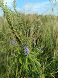 Вероника (Veronica longifolia/spicata) в стадии цветения и плодоношения — голубые колосовидные соцветия и зеленые бутоны на фоне луга и неба - Mihail_direct