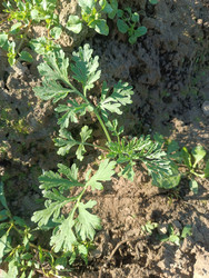Полынь горькая (Artemisia absinthium) — молодое растение с характерными серебристо-зелеными перисто-рассеченными листьями, растущее на почве - Mihail_direct