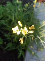 Желтушник (Erysimum) или сурепка (Barbarea) — мелкие желтые крестоцветные цветки на тонких стеблях среди зеленой травы, макросъемка - Mihail_direct