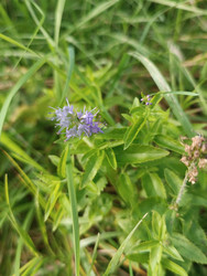 Вероника (Veronica chamaedrys/officinalis) — голубые цветки с выступающими тычинками на зеленом лугу среди травы - Mihail_direct