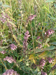 Марьянник (Melampyrum nemorosum/pratense) — лесное или луговое растение с розово-фиолетовыми колосовидными соцветиями среди трав - Mihail_direct