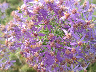 Астра очитколистная (Galatella sedifolia) — макросъемка соцветий с мелкими светло-фиолетовыми ромашковидными цветками на лугу - Mihail_direct