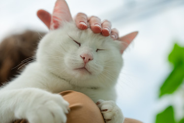 крупный план довольной белой кошки, которую гладят - ElenaSk