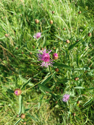 Василек луговой (Centaurea jacea) — розово-пурпурные цветы на зеленом лугу с нераскрывшимися бутонами, макросъемка - Mihail_direct