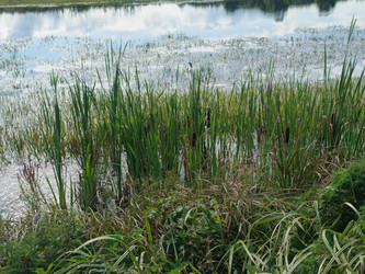 Заросли рогоза (Typha) у водоема — водно-болотный ландшафт с густыми зарослями камыша и отражением неба в воде - Mihail_direct