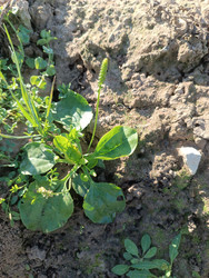 Подорожник большой (Plantago major) — лекарственное растение с широкими овальными листьями и колосовидным соцветием, растущее на каменистой почве - Mihail_direct