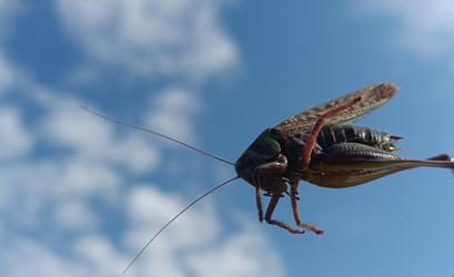 Крупный кузнечик (Orthoptera) в полете или на стебле на фоне голубого неба с облаками — динамичная макросъемка насекомого снизу - Mihail_direct