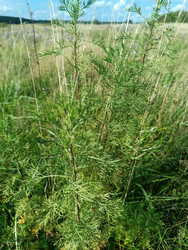 Полынь (Artemisia vulgaris/scoparia) — луговое растение с ажурными перисто-рассеченными серо-зелеными листьями на фоне луга и неба - Mihail_direct