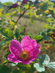 Шиповник (Rosa rugosa/canina) — ярко-розовый цветок дикой розы с плодами на фоне зеленых листьев, макросъемка - Mihail_direct
