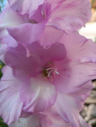 Розовый гладиолус (Gladiolus) — макросъемка нежного садового цветка с лавандовыми лепестками и тычинками в центре - Mihail_direct