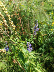 Вероника длиннолистная (Veronica longifolia) — луговое растение с яркими сине-фиолетовыми колосовидными соцветиями среди трав - Mihail_direct