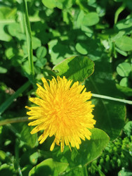 Одуванчик (Taraxacum) — ярко-желтый цветок на зеленом лугу среди клевера, макросъемка - Mihail_direct