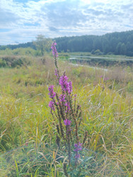 Дербенник иволистный (Lythrum salicaria) на фоне водоема и леса — пурпурные колосовидные соцветия в пейзаже влажного луга - Mihail_direct