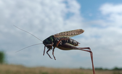 Крупный кузнечик (Orthoptera, Tettigoniidae) на тонком стебле на фоне голубого неба с облаками — макросъемка насекомого с длинными усиками и сложенными крыльями - Mihail_direct