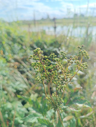 Плоды лабазника (таволга, Filipendula) на фоне водоема — макросъемка зеленых семенных коробочек влаголюбивого растения - Mihail_direct