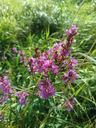 Дербенник иволистный (Lythrum salicaria) — растение с пурпурно-розовыми колосовидными соцветиями на влажном лугу среди трав - Mihail_direct