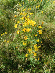 Ястребинка (Hieracium) — луговое растение с ярко-желтыми цветами, похожими на одуванчики, на лугу среди трав - Mihail_direct