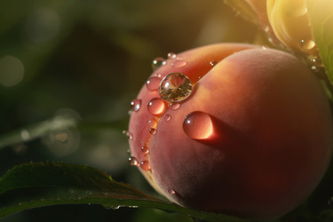 Спелые персики. Сладкая летняя природа. Создать ИИ - yliv