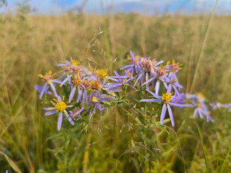 Дикие астры (Symphyotrichum) — макросъемка сиреневых цветов с желтыми серединками на фоне размытого летнего поля - Mihail_direct
