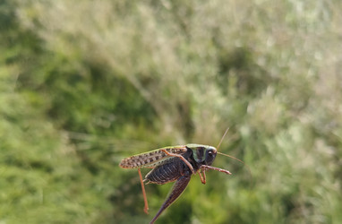 Кузнечик (Orthoptera) в прыжке на размытом зеленом фоне — макросъемка насекомого в динамике - Mihail_direct