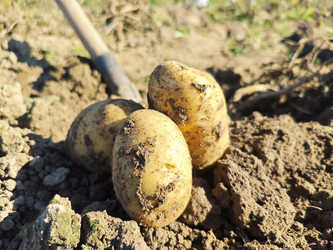 Свежевыкопанный картофель (Solanum tuberosum) на земле с лопатой на заднем плане — урожай клубней, покрытых почвой, крупный план - Mihail_direct
