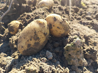 Свежевыкопанный картофель (Solanum tuberosum) на земле — урожай клубней, еще покрытых почвой, крупный план - Mihail_direct