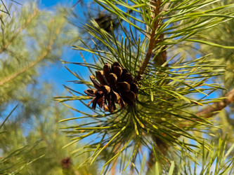 Сосновая шишка на ветке сосны обыкновенной (Pinus sylvestris) на фоне ярко-голубого неба — макросъемка хвойного дерева - Mihail_direct