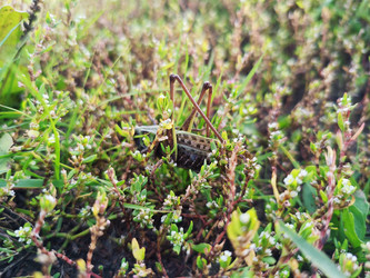 Кузнечик (Orthoptera) в низкой траве с мелкими белыми цветами спорыша — макросъемка насекомого с камуфляжной окраской в природной среде - Mihail_direct