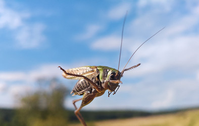 Крупный кузнечик (Orthoptera, Tettigoniidae) в прыжке на фоне голубого неба с облаками — динамичная макросъемка насекомого снизу вверх - Mihail_direct