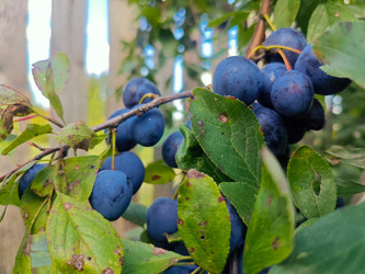 Терн (Prunus spinosa) или слива домашняя (Prunus domestica) — ветка с темно-синими плодами с восковым налетом и зелеными листьями с характерными повреждениями от насекомых - Mihail_direct