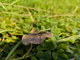 Муха (Diptera) на листе клевера среди зеленой травы — макросъемка двукрылого насекомого с характерными красными глазами и прозрачными крыльями - Mihail_direct