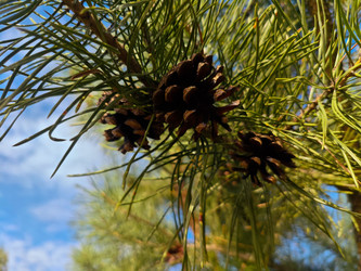 Сосновые шишки и хвоя на ветке сосны обыкновенной (Pinus sylvestris) на фоне голубого неба с облаками — макросъемка снизу вверх - Mihail_direct