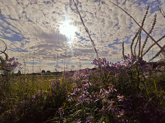 Астры (Symphyotrichum) на фоне драматичного неба с солнцем и облаками — концептуальный летний или осенний пейзаж, снятый с нижнего ракурса из цветов - Mihail_direct