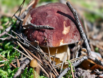 Королевский белый гриб Boletus edulis, растущий в лесу. Естественный фон - Serg Zastavkin
