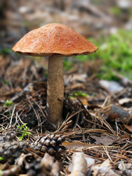 Осиновый гриб с красной шляпкой или подосиновик Leccinum aurantiacum, растущий в лесу - Serg Zastavkin