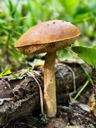 Осиновый гриб с красной шляпкой или подосиновик Leccinum aurantiacum, растущий в лесу - Serg Zastavkin