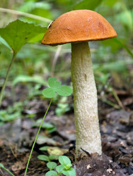 Осиновый гриб с красной шляпкой или подосиновик Leccinum aurantiacum, растущий в лесу - Serg Zastavkin