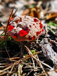 Фотография крупным планом кровоточащего зубного гриба Hydnellum peckii, растущего в лесу - Serg Zastavkin