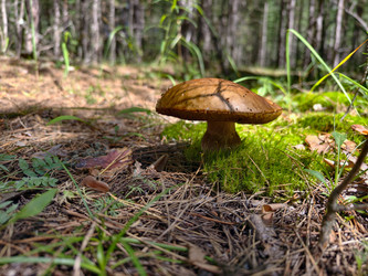 Королевский белый гриб Boletus edulis, растущий в лесу. Естественный фон - Serg Zastavkin