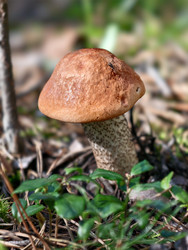 Осиновый гриб с красной шляпкой или подосиновик Leccinum aurantiacum, растущий в лесу - Serg Zastavkin