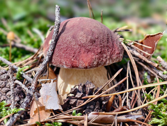 Королевский белый гриб Boletus edulis, растущий в лесу. Естественный фон - Serg Zastavkin