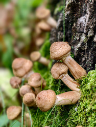 Группа съедобных медоносных грибов Armillaria mellea на коре дерева в лесу - Serg Zastavkin
