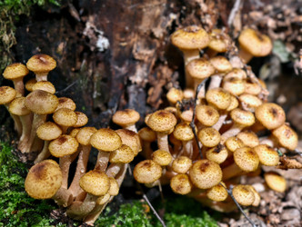 Группа съедобных медоносных грибов Armillaria mellea на коре дерева в лесу - Serg Zastavkin