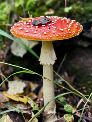 Фотография крупным планом ядовитого красного мухомора или Amanita muscaria, растущего в лесу. Естественный фон - Serg Zastavkin
