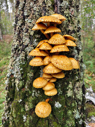 Группа грибов золотистая фолиота или адипоза (Pholiota aurivella или adiposa) на коре дерева в лесу - Serg Zastavkin