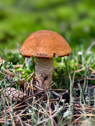 Осиновый гриб с красной шляпкой или подосиновик Leccinum aurantiacum, растущий в лесу - Serg Zastavkin