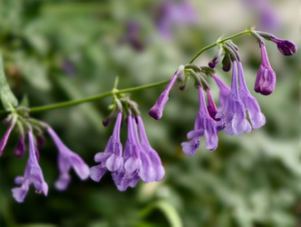 Фотография крупным планом цветов сибирской кошачьей мяты Nepeta sibirica, покрытых каплями утренней росы - Serg Zastavkin