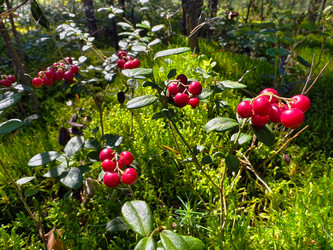 Ягодная гроздь брусники Vaccinium vitis-idaea в лесу. Макросъемка грозди брусники крупным планом - Serg Zastavkin