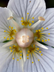 Макрофотография болотной травы Parnassia palustris крупным планом - Serg Zastavkin