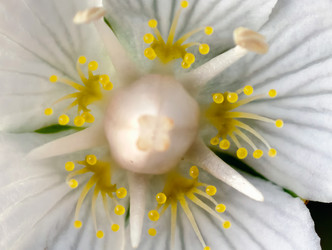 Макрофотография болотной травы Parnassia palustris крупным планом - Serg Zastavkin